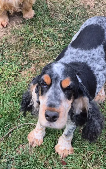 chienne lost   22110 Glomel Inoee