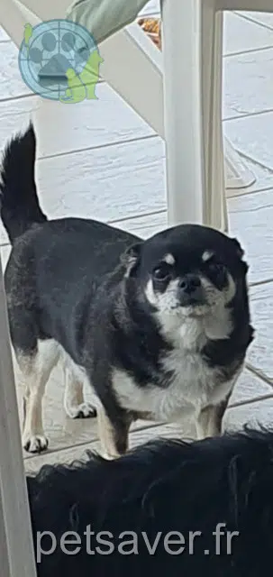 chienne lost 22410 Saint-Quay-Portrieux Maïa