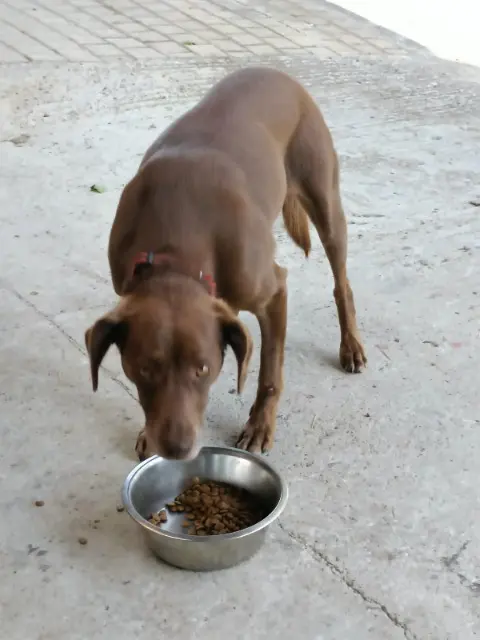 chienne lost   22200 Le Merzer NOVA
