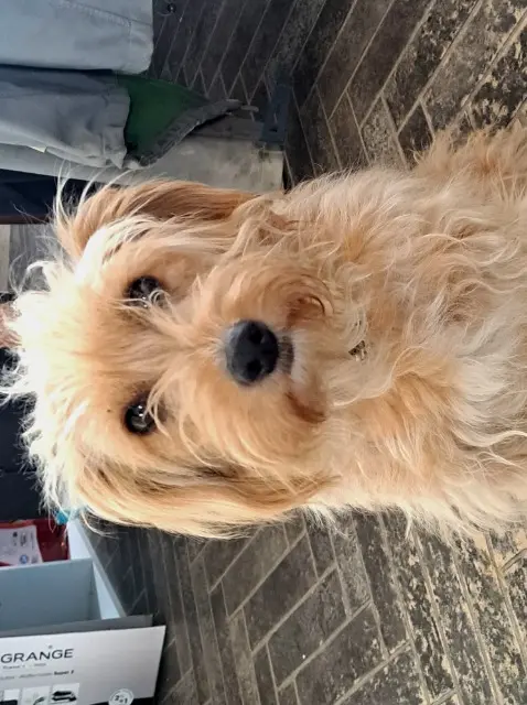chienne lost   22100 Lanvallay Ouna
