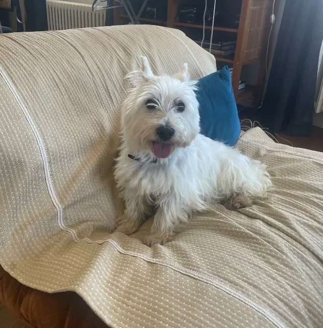 chienne lost   22240 Fréhel Patchoulie