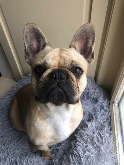 chienne lost   22270 Jugon-les-Lacs Pia