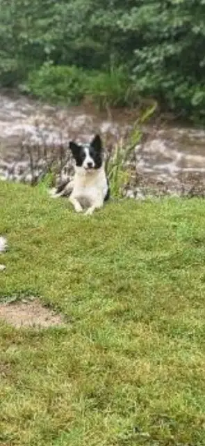 chienne lost   22150 Plouguenast-Langast Saor