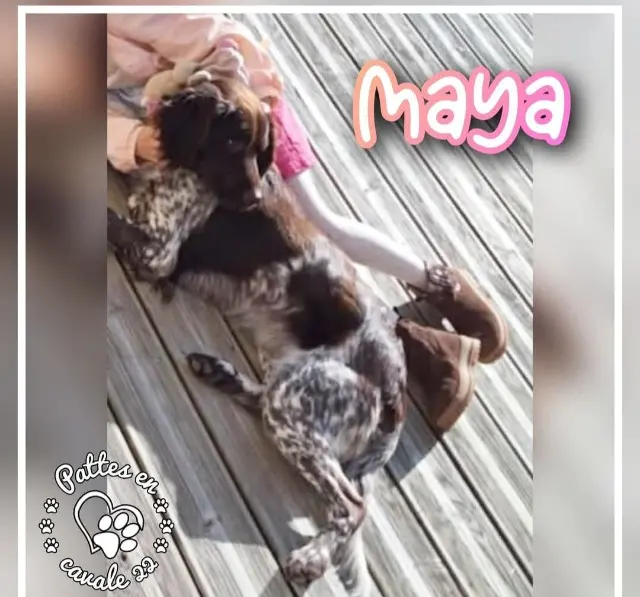 chienne lost   22150 Plœuc-L'Hermitage Maya