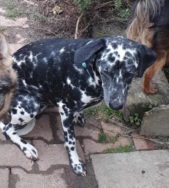 chienne lost   22220 Minihy-Tréguier Radha
