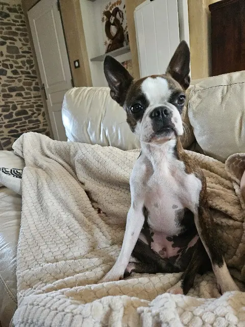 chienne lost   22100 Dinan Tosca