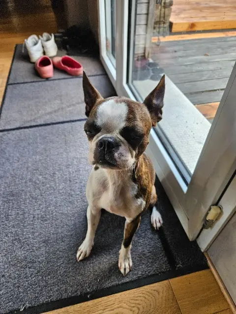 chienne lost   22100 Dinan Tosca