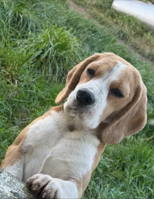 chienne lost   22160 La Chapelle-Neuve Vacarne