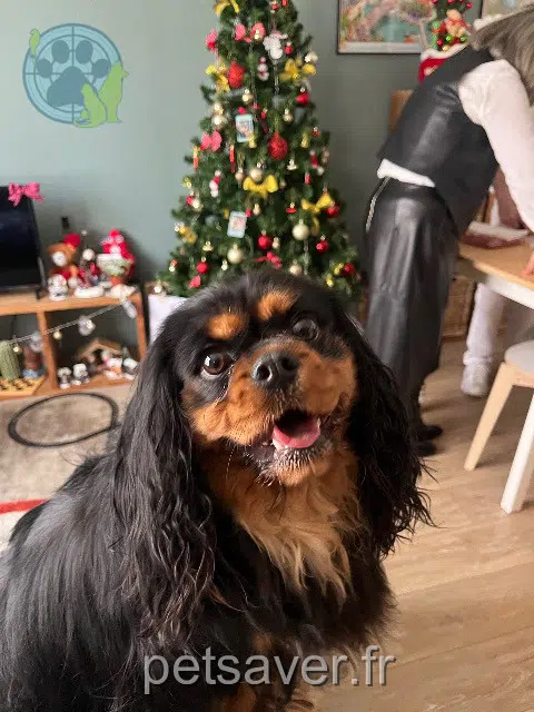 chienne lost 22200 Guingamp Vanille