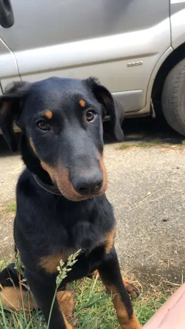 chienne lost   22800 Lanfains Vicky