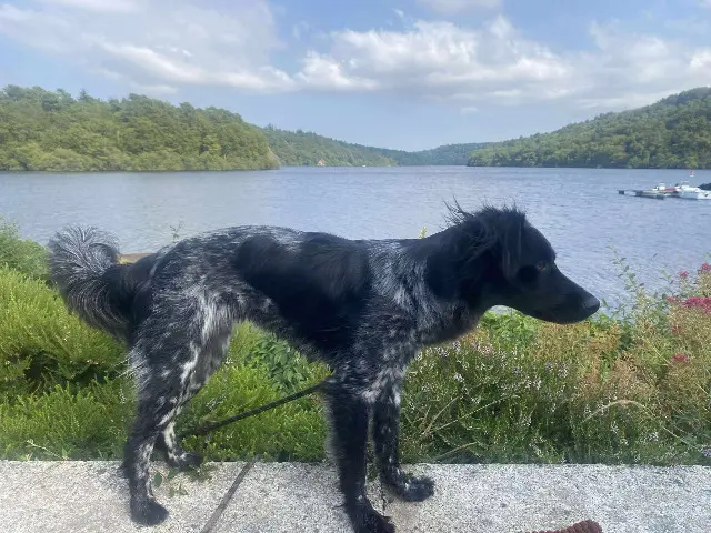 chienne lost   22340 Maël-Carhaix VIGNETTE et SANKA