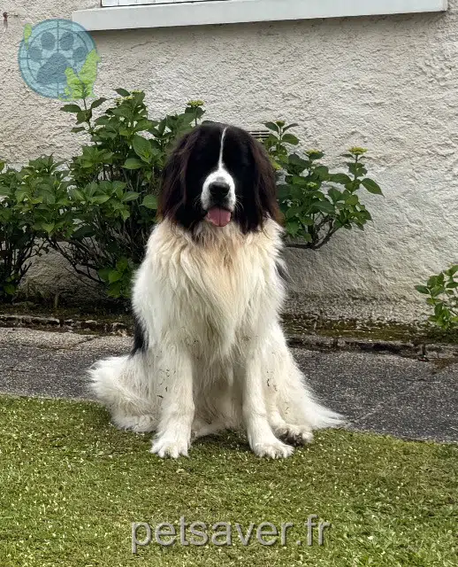 perra lost   22000 Saint-Brieuc Yoko