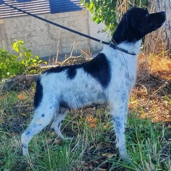 chienne lost   23160 Saint-Sébastien Nickie