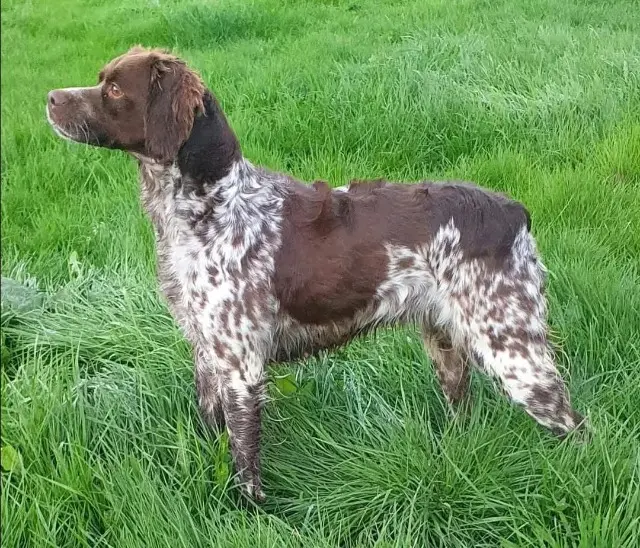 chienne lost   23160 Saint-Sébastien Perle