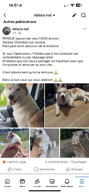 chienne lost   23170 Chambon-sur-Voueize Poushka