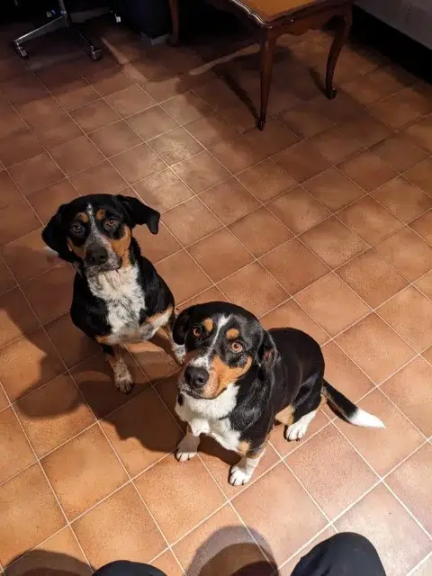 chienne lost   23380 Ajain Roxy