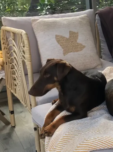 chienne lost   23230 Gouzon Stella