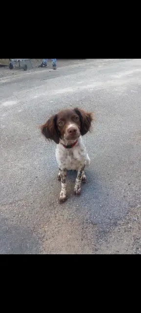 chienne lost   23240 Le Grand-Bourg Tessy