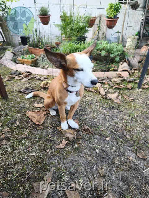 chienne lost 24240 Monbazillac Buddha