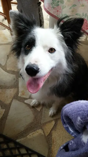 chienne lost   24680 Lamonzie-Saint-Martin Houpette