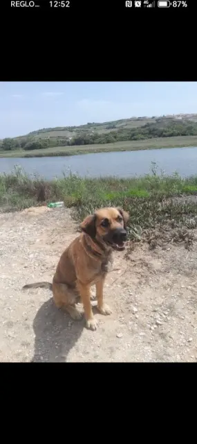 chienne perdue 24240 Gageac-et-Rouillac Jurema chienne lost 24240 Gageac-et-Rouillac Jurema