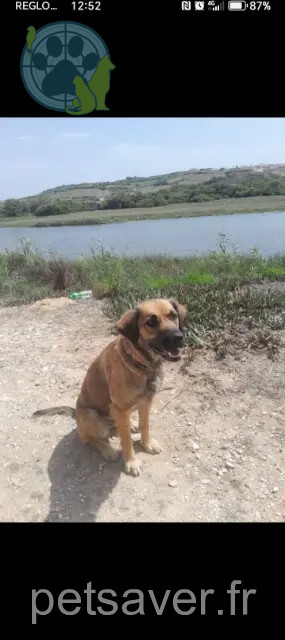 teef vermist 24240 Gageac-et-Rouillac Jurema teef lost 24240 Gageac-et-Rouillac Jurema