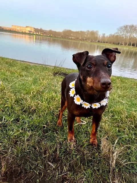 chienne lost   24250 Cénac-et-Saint-Julien Llesca