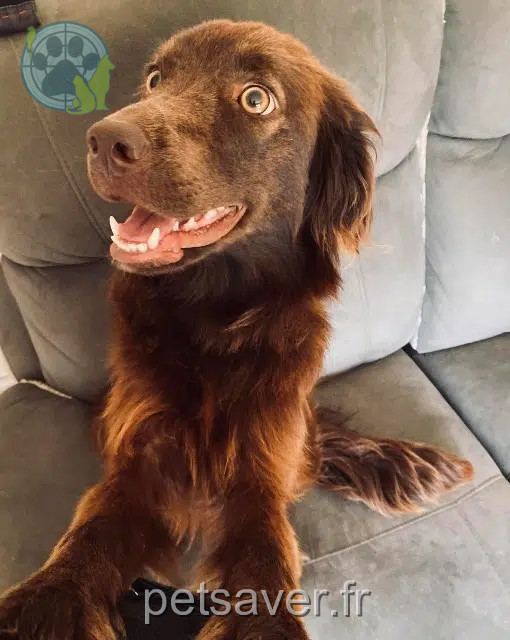 chienne lost   24110 Saint-Astier Mia