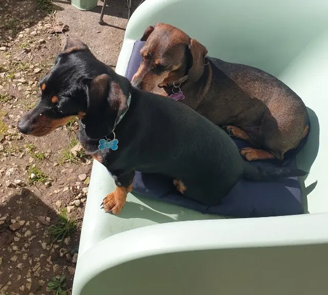 chienne lost   24100 Bergerac Noelly