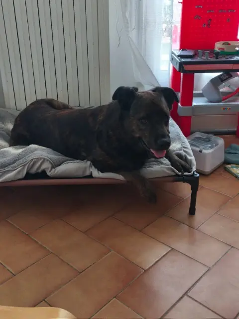 chienne lost   24200 Sarlat-la-Canéda Opium