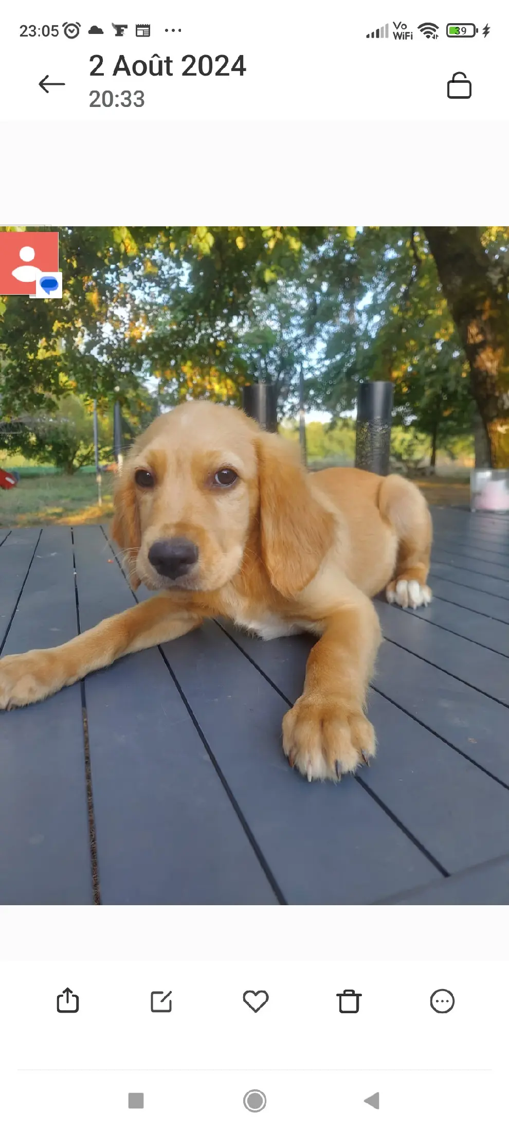Chienne Perdue 24 Dordogne - Pamplemousse Chienne Perdue 24 Dordogne - Pamplemousse