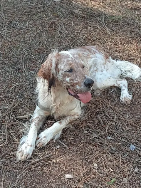 chienne lost   24240 Razac-de-Saussignac Ruby