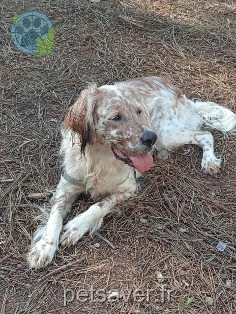 Hündin vermisst 24240 Razac-de-Saussignac Ruby Hündin lost 24240 Razac-de-Saussignac Ruby