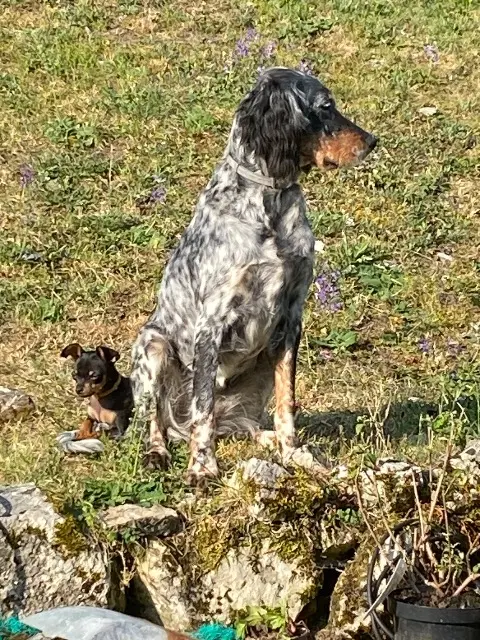chienne lost   24570 Condat-sur-Vézère Sissy