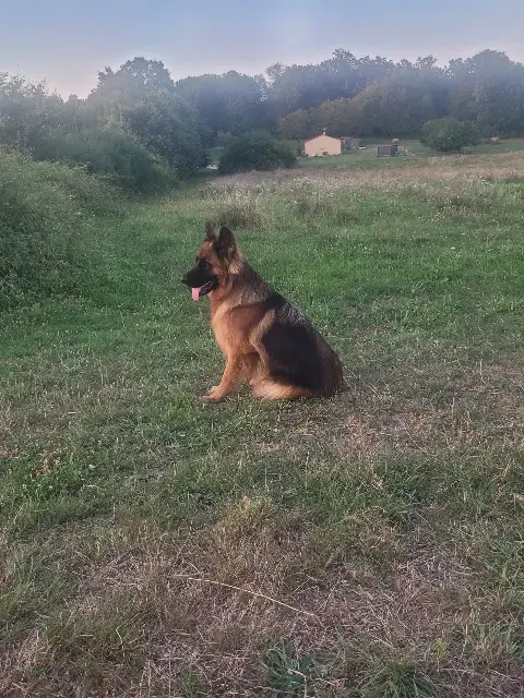chienne lost   24540 Saint-Romain-de-Monpazier Uriane