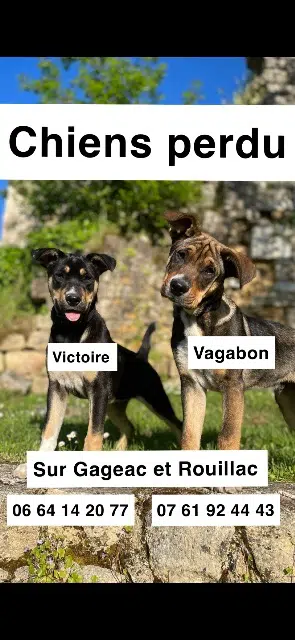 dog lost   24240 Gageac-et-Rouillac Victoire