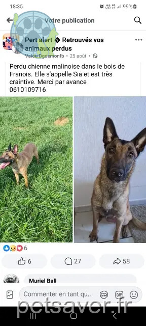 cagna persa 25000 Besançon Sia cagna lost 25000 Besançon Sia