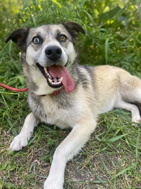 dog lost   25420 Courcelles-lès-Montbéliard Khassya