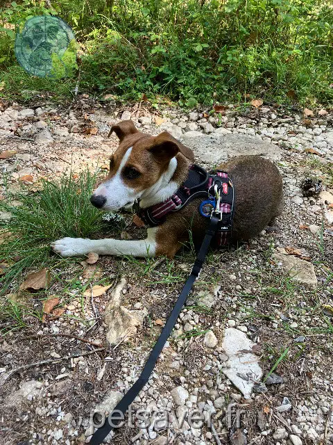 chienne lost 25500 Montlebon Mafate