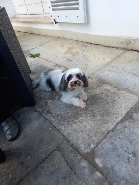 chienne lost   25220 Thise Pandi