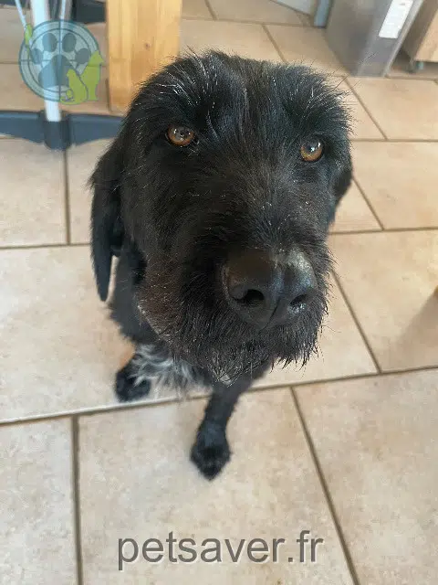 chienne lost   25520 Ouhans Poussy