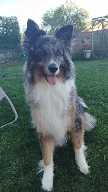 chienne lost   25160 Oye-et-Pallet Shelby