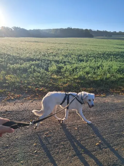 chienne lost   25110 Pont-les-Moulins Tahiti