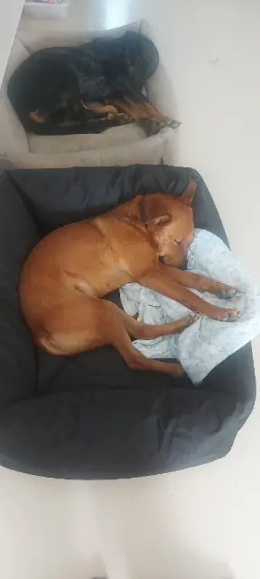 chienne lost   26110 Venterol Alpha