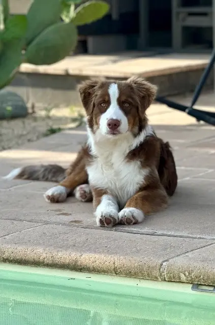 chienne lost   26760 Beaumont-lès-Valence Aya