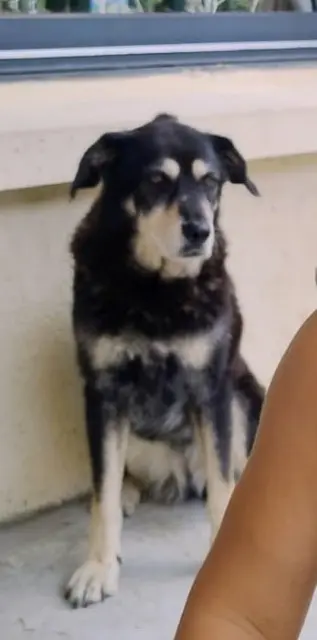 chienne lost   26400 Allex Barquette