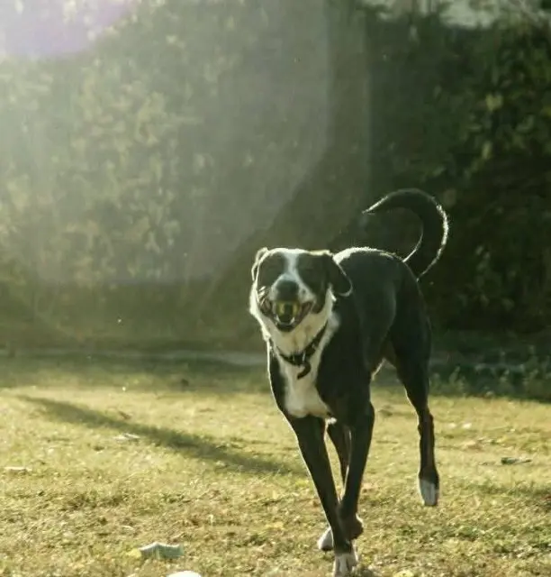 chienne lost   26190 Bouvante Felicicka