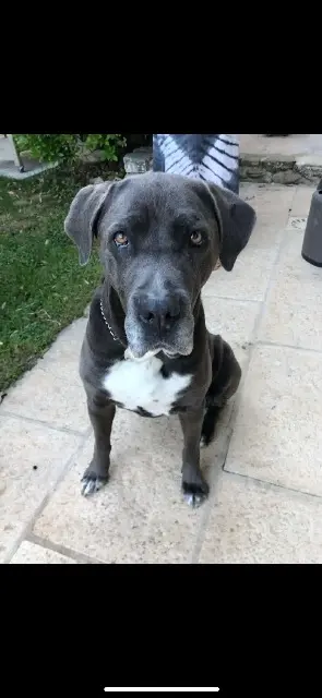 chienne lost   26740 Marsanne Jersey