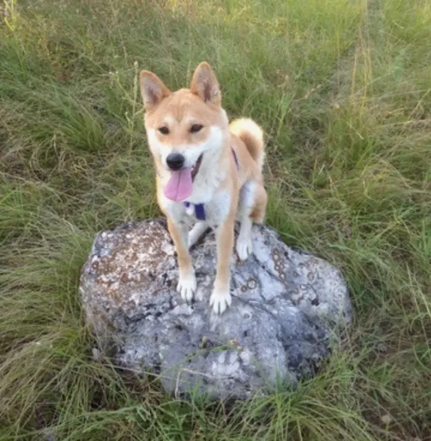 chienne lost   26800 Étoile-sur-Rhône Leia