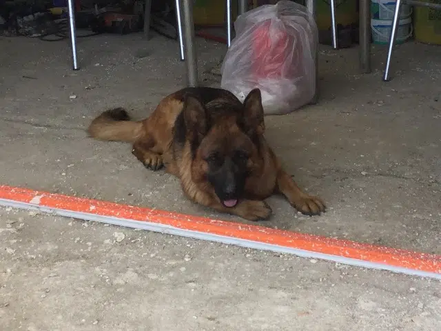 chienne lost   26200 Montélimar Maya